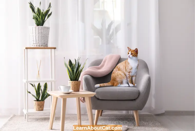 Can Snake Plants Kill My Cat