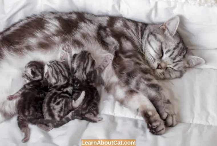 Can a New Mother Cat Get Pregnant While Still Nursing Kittens