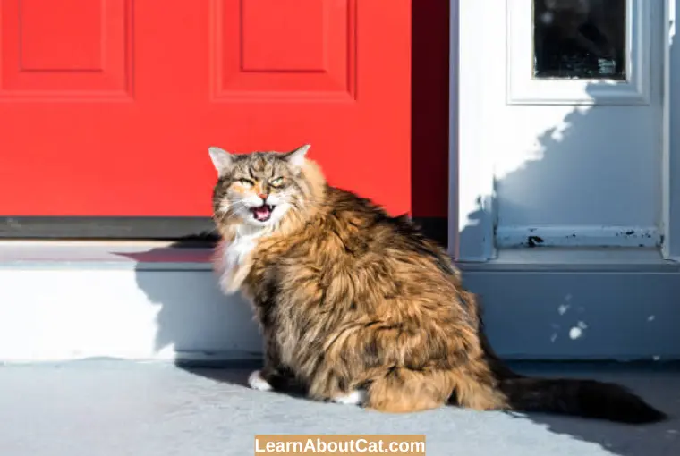 Cat Keeps Meowing at Door