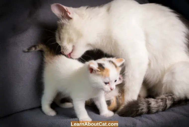 Cat Licking Kittens Bottom