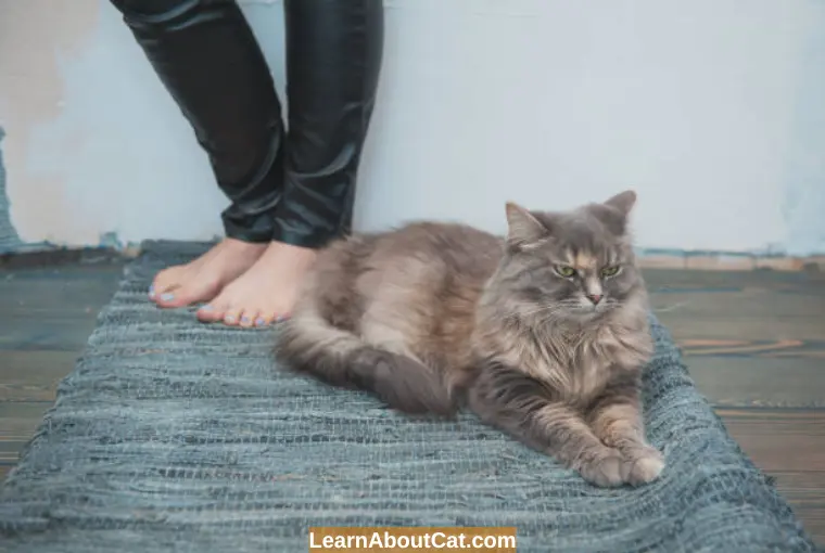 Why Is My Cat Keeps Pooping On The Carpet or Floor? How To Stop