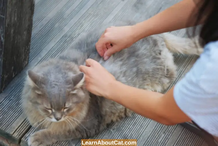 Cat Tapeworm Treatment at Home