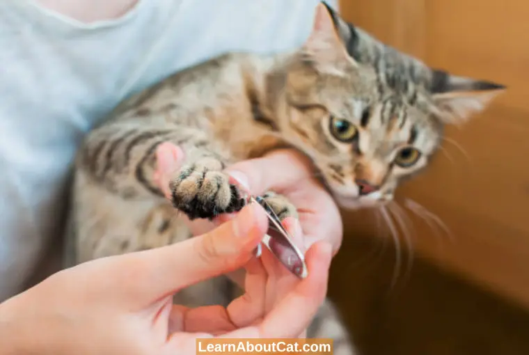 Cat’s Nails Splitting