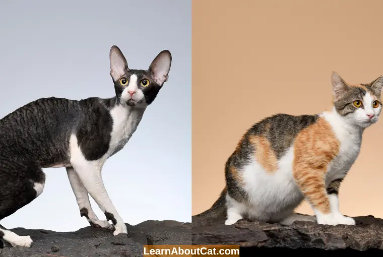 Cornish Rex vs Devon Rex