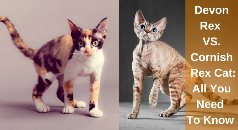Differences Between Devon Rex and Cornish Rex Cat: All You Need To Know