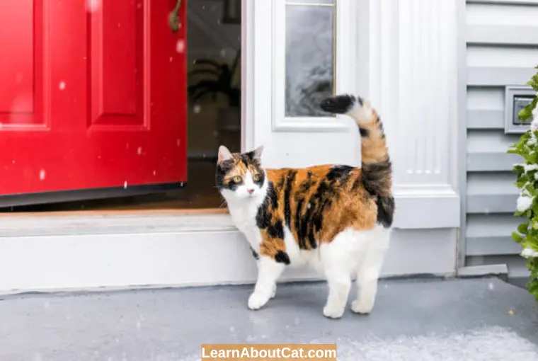 Do Cats Like Visiting Other Houses