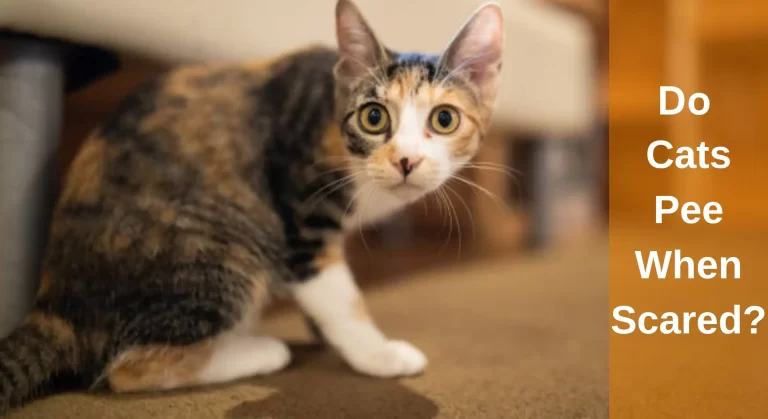 Do Cats Pee When Scared Or Stressed? Reasons You Should Know