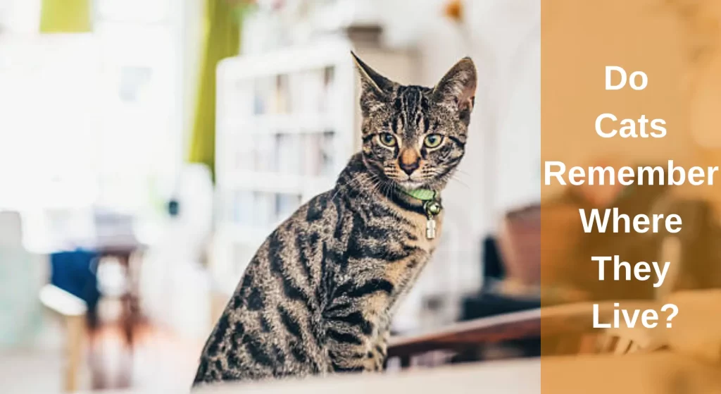 Do Cats Remember Where They Live? [Answered] LearnAboutCat