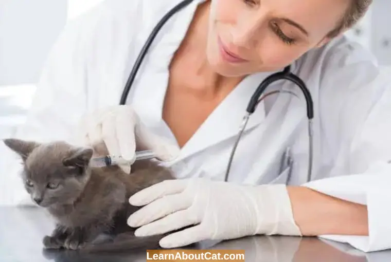 Do Kittens Feel Unwell After Vaccination