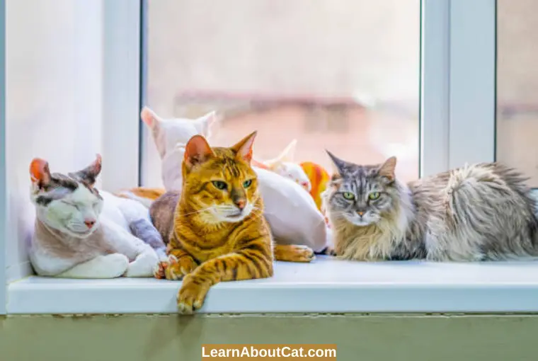 Harmful Myths That Hurt Cats