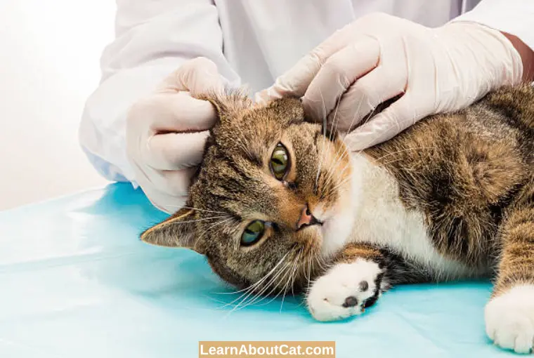 How Can I Isolate My Cat With Tapeworms