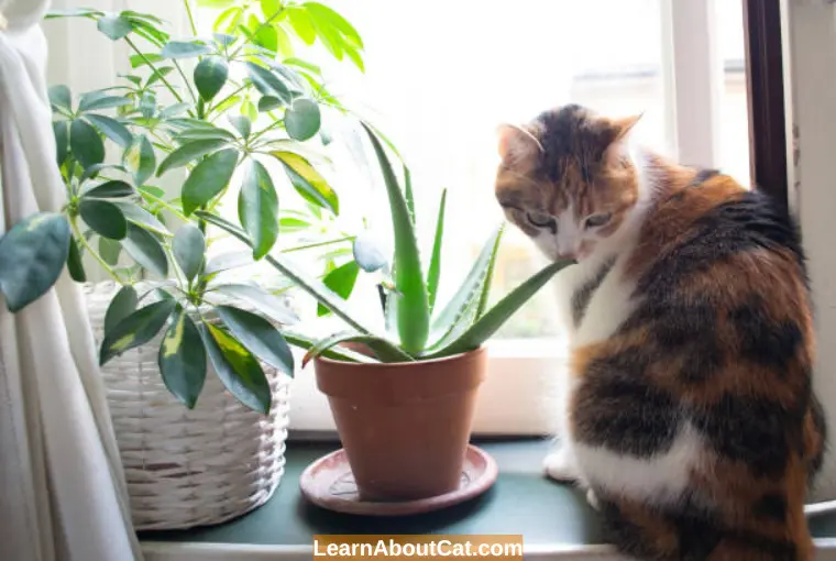 How Do I Deal With Too Much Aloe Consumption by My Cat
