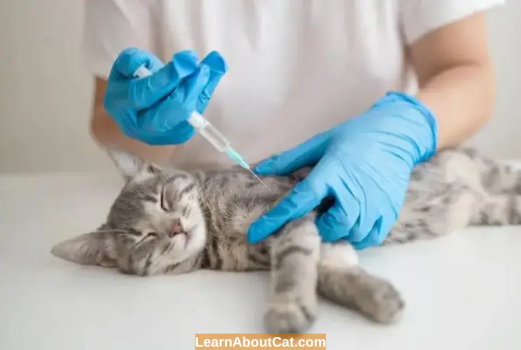 How Do Kitten Vaccinations Work