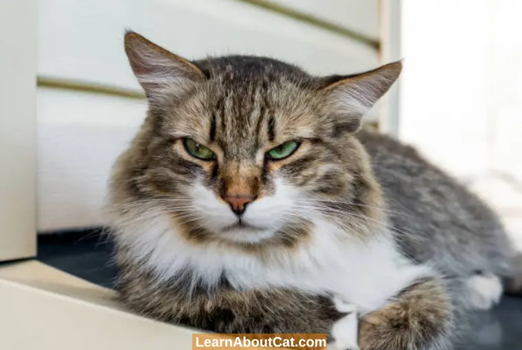 do-cats-get-mad-at-you-signs-do-cats-get-angry-learnaboutcat