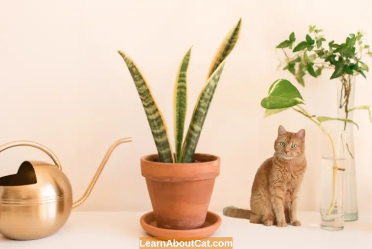 How to Prevent Your Cat from Eating Snake Plants?