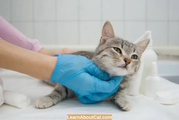 How Soon Can a Cat Get Spayed After Giving Birth