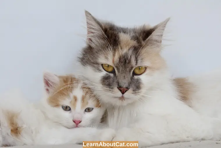 How To Make Old Cats Familiar With New Cats