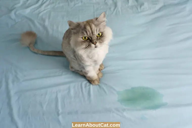 How To Stop a Cat From Peeing on a Couch or Bed