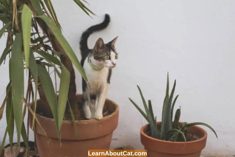 How Will An Aloe Plant React When A Cat Eats It