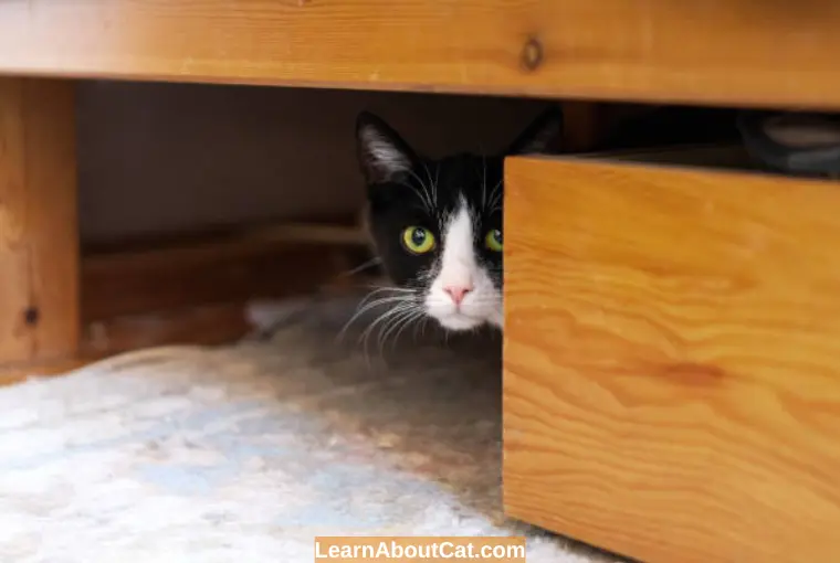 How to Help a Cat Who is Hiding