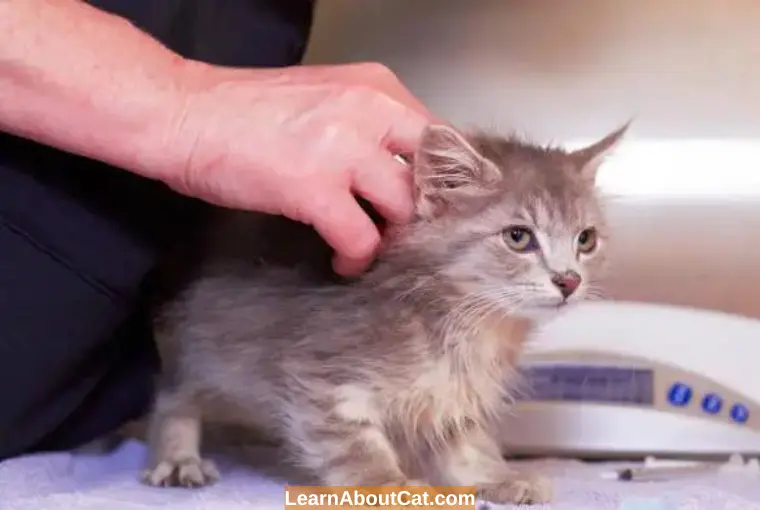 How to Make My Cat Feel Better After Vaccination