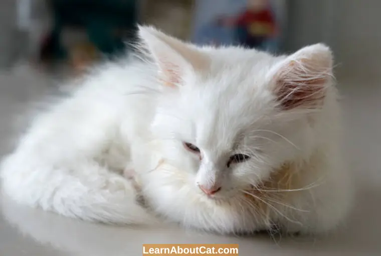 How to Prevent Cat Vomiting