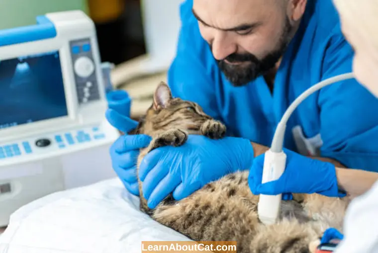 How to Tell If A Nursing Cat Is Pregnant Again
