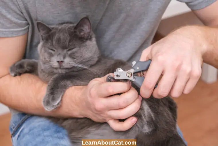 How to Trim Cat's Nails Without Splitting