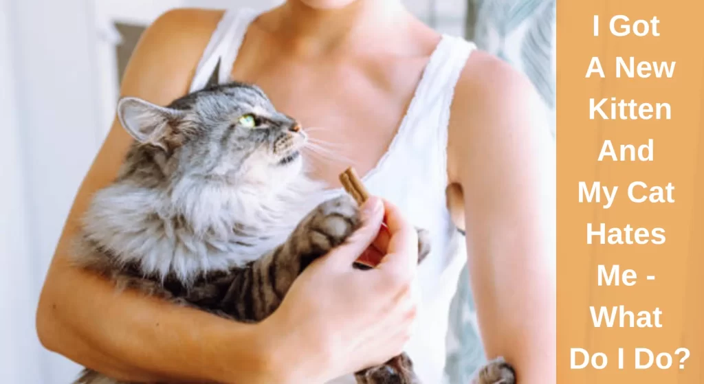 I Got A New Kitten And My Cat Hates Me What Do I Do? LearnAboutCat