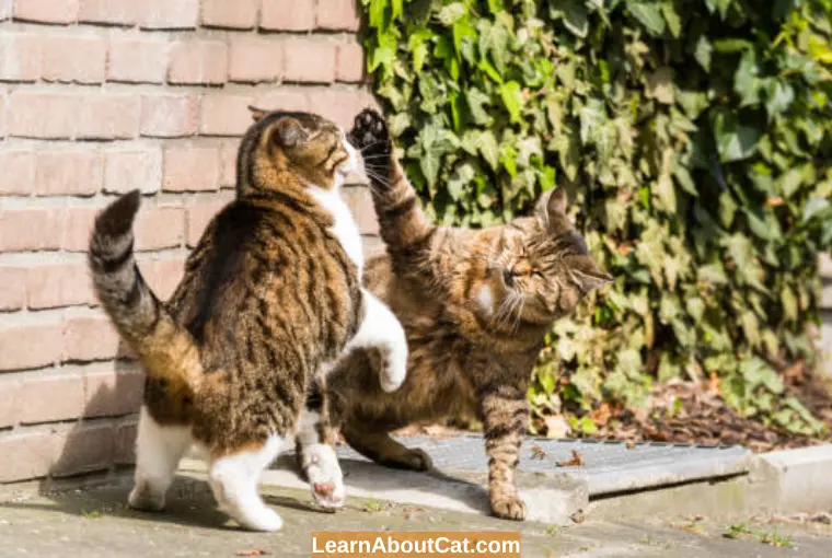 If Cats Are Fighting, How Can You Stop It