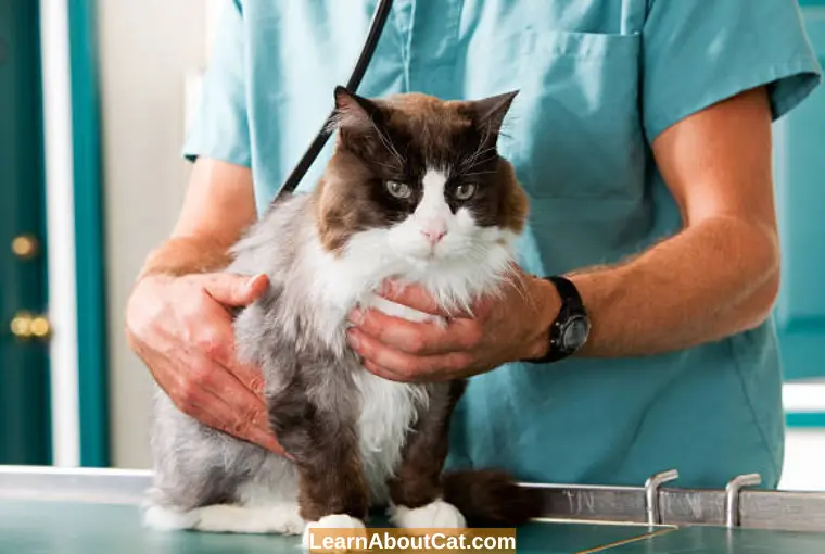 Is Cat Hyperthyroidism Fatal