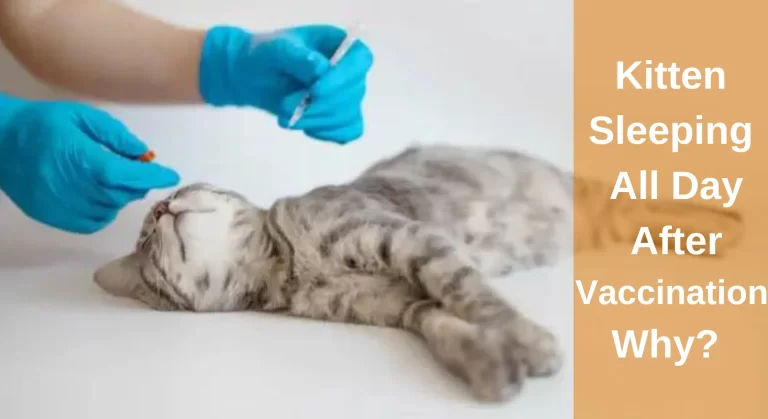 Kitten Sleeping All Day After Vaccination – Is It Normal?