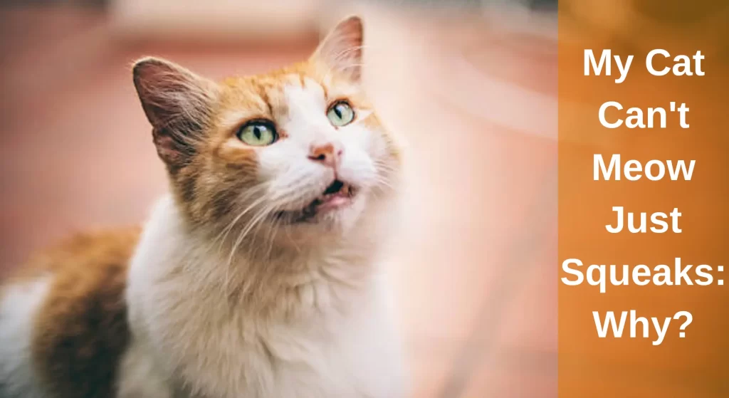 My Cat Can't Meow Just Squeaks! [Answered] LearnAboutCat