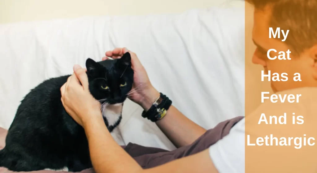 My Cat Has a Fever and is Lethargic Sings of Fever in Cats LearnAboutCat