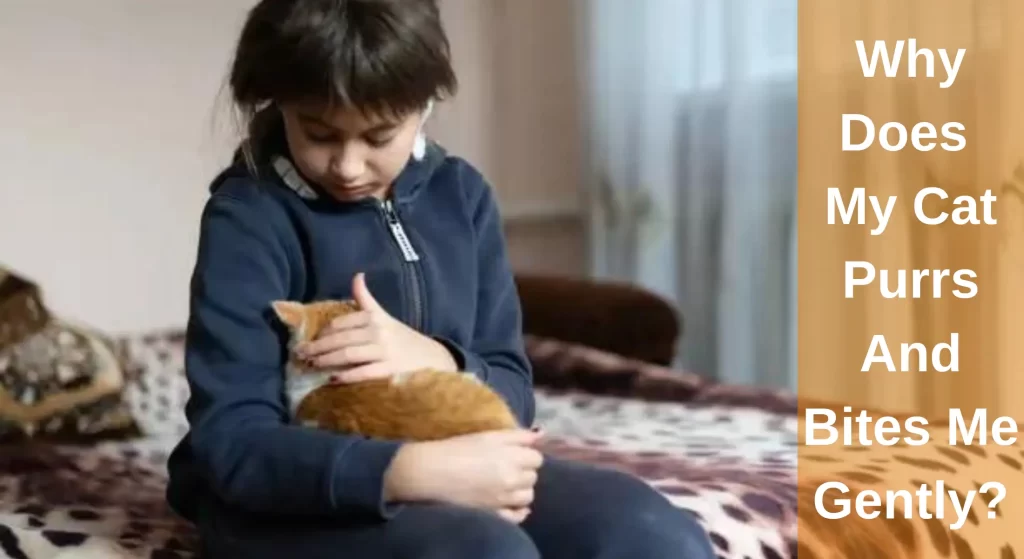 Why Does My Cat Purrs And Bites Me Gently?[Answered] LearnAboutCat