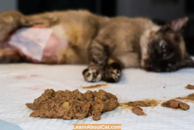 Treatments Options for Cats Who Throw up Food