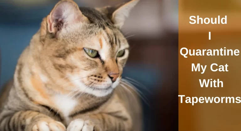 Should I Quarantine My Cat With Tapeworms: All You Need To Know