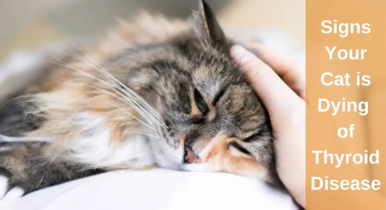 Signs Your Cat is Dying of Thyroid Disease: All You Need To Know