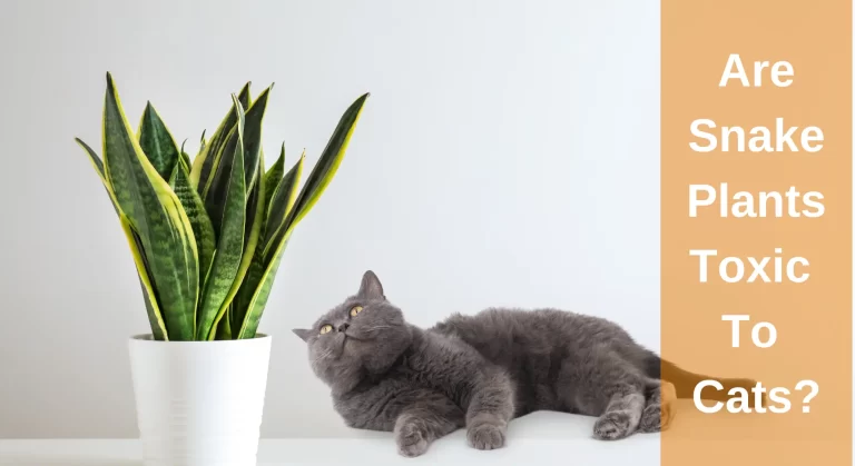 Are Snake Plants Toxic to Cats? Things Cat Owners Should Know