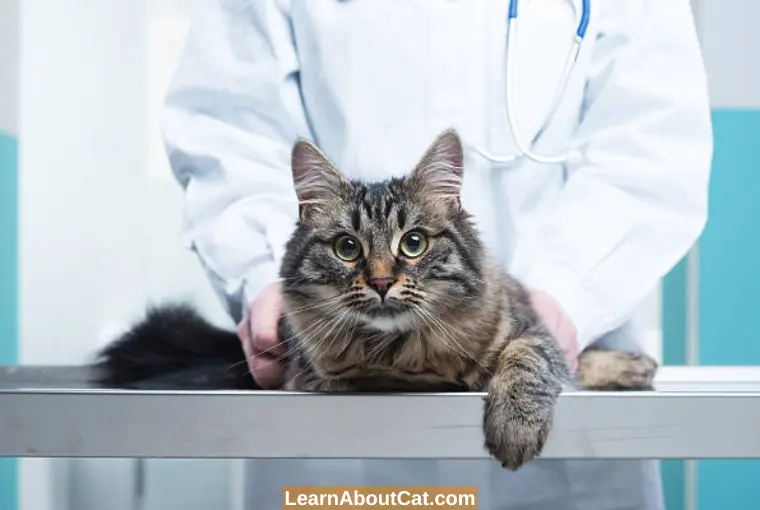 The Ideal Dewormer for the Tapeworm in your Cat