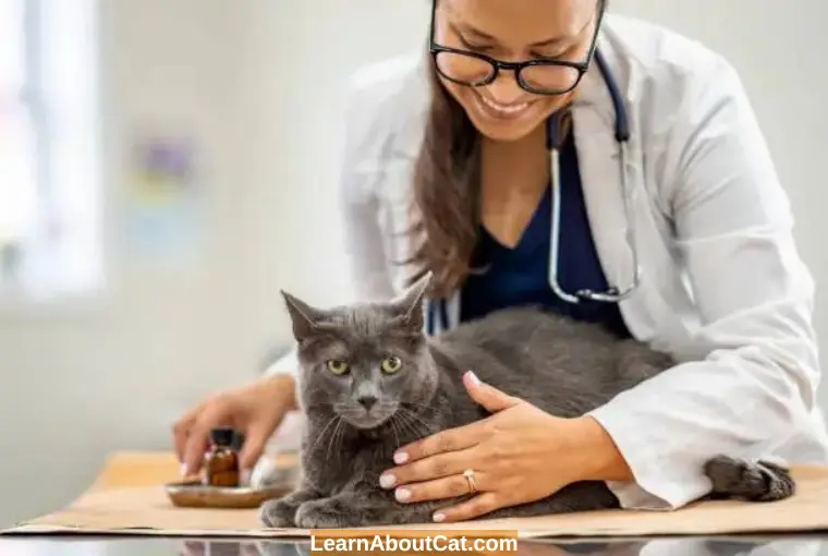 Types of Vaccines for Your Cats-Kittens