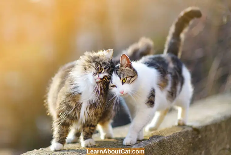 Ways to Determine Whether or Not a Cat Mating Attempt Was Successful