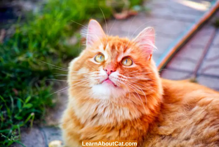 What Are Orange Cats Known For