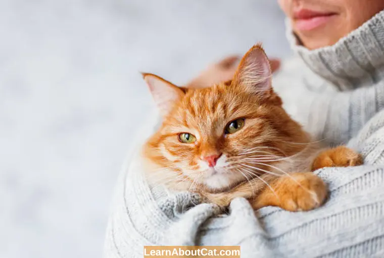 What Are Some of The Orange Cat's Traits