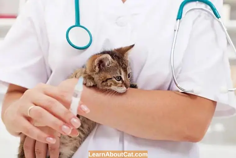 What Are The Side Effects Cat-Kitten Vaccination
