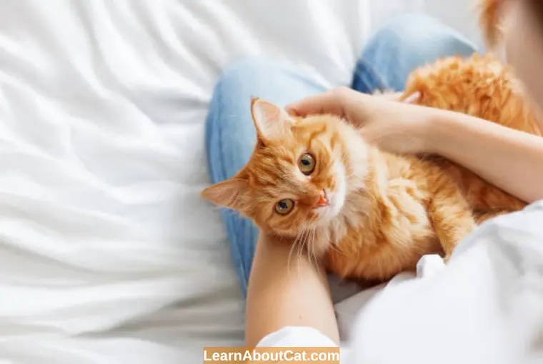 What Are the Pros and Cons of Owning an Orange Cat