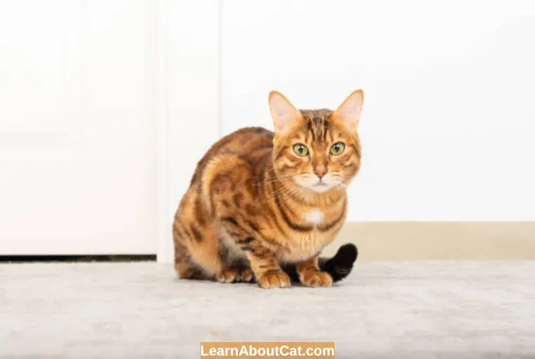 What Can You Do To Stop Your Cat From Pooping On The Carpet or Floo