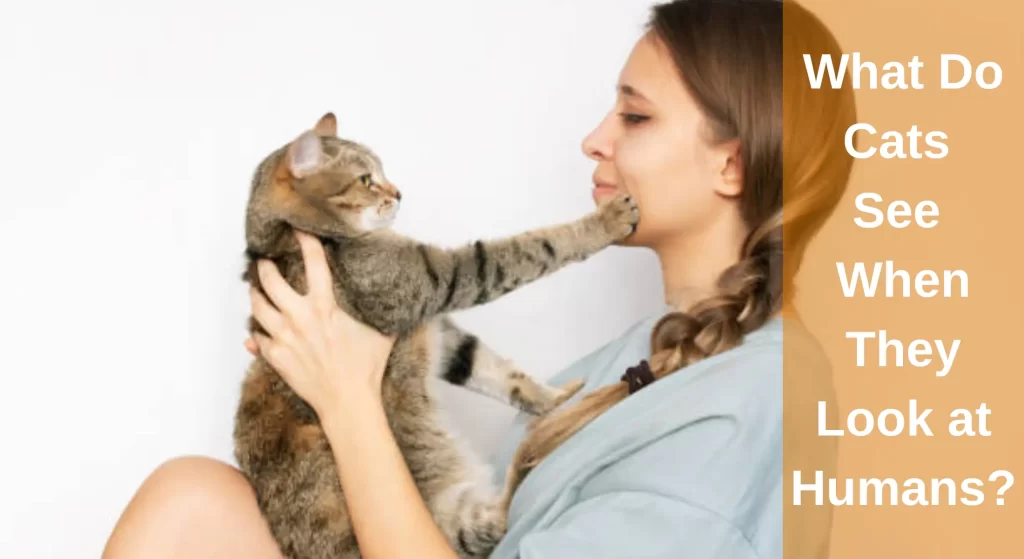 What Do Cats See When They Look at Humans? Surprising Facts LearnAboutCat