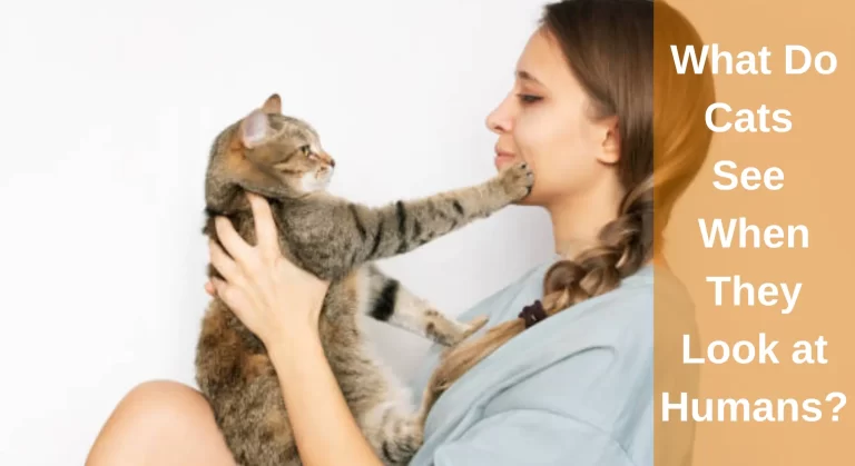 What Do Cats See When They Look at Humans? Surprising Facts