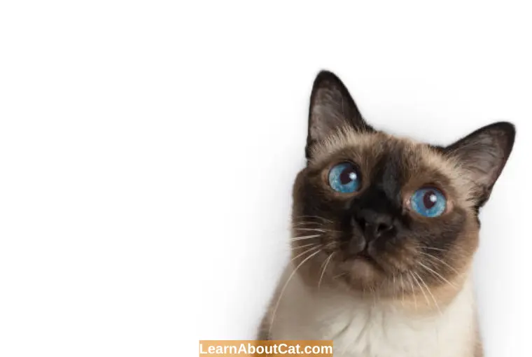 What Do Cats Think About When They Stare